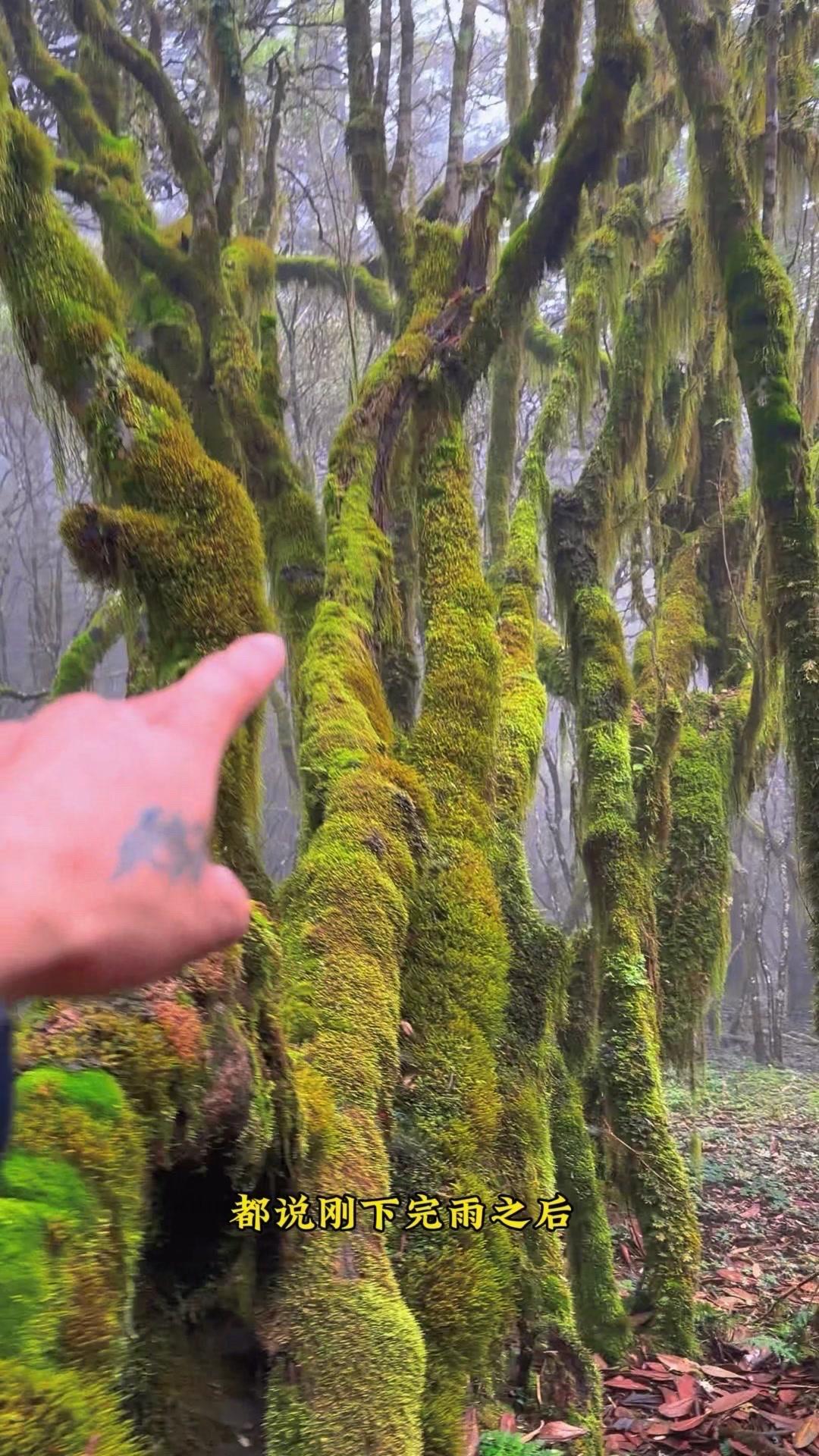 雨后上山捡菌子，收获太惊喜！雨后的山林像个宝藏，背着背篓进山时，就知道今天有好戏
