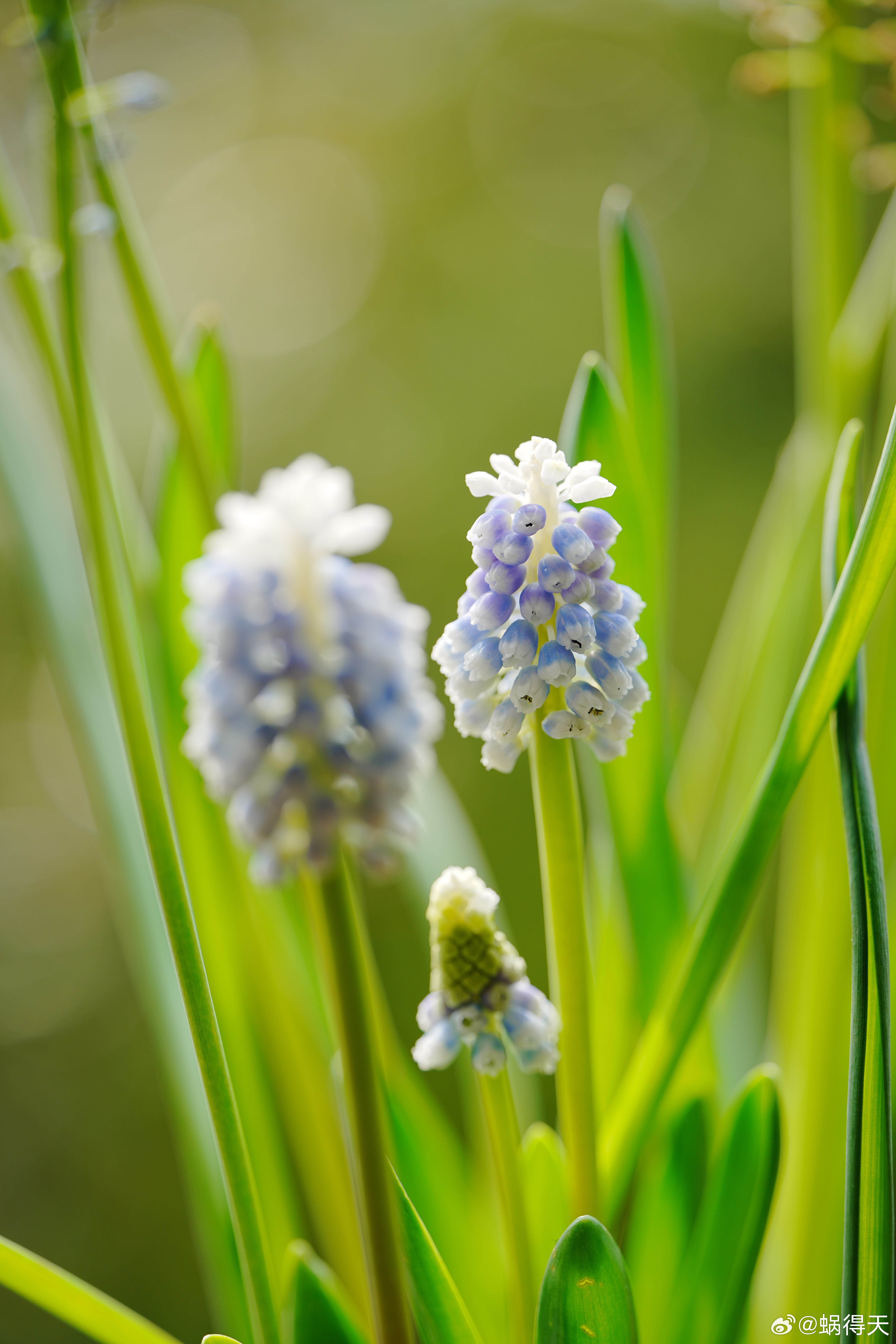 窗口的葡萄风信子蜗的摄影日记