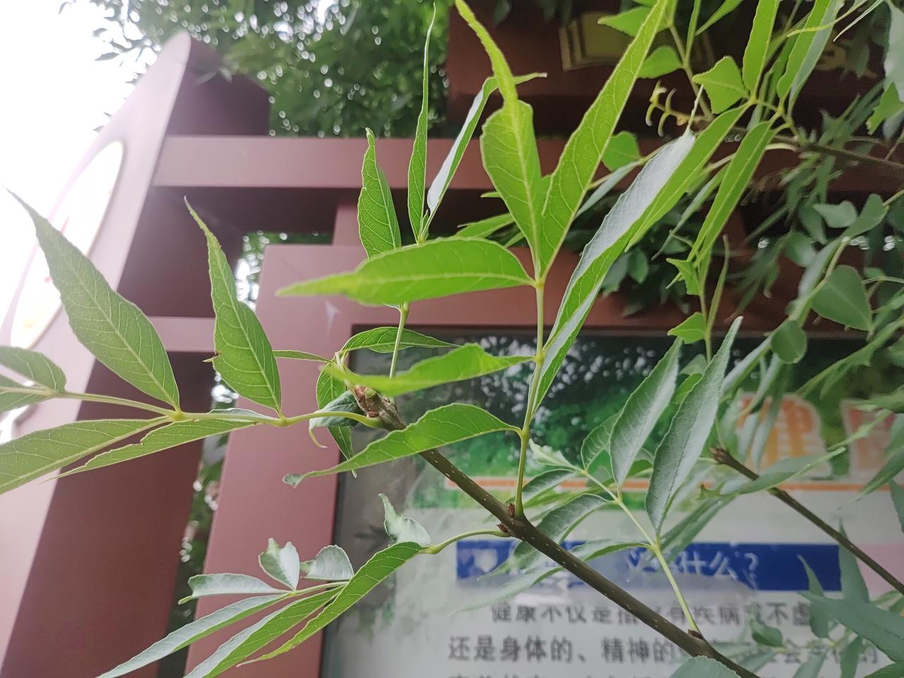 从6月15号活动开始到现在18号，我始终参与失败，后来翻看好友的作品才了解到，发