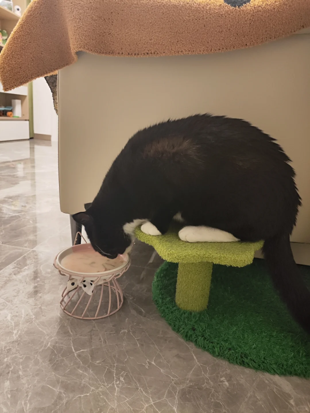 把碗垫高真的可以保护猫咪颈椎吗😅