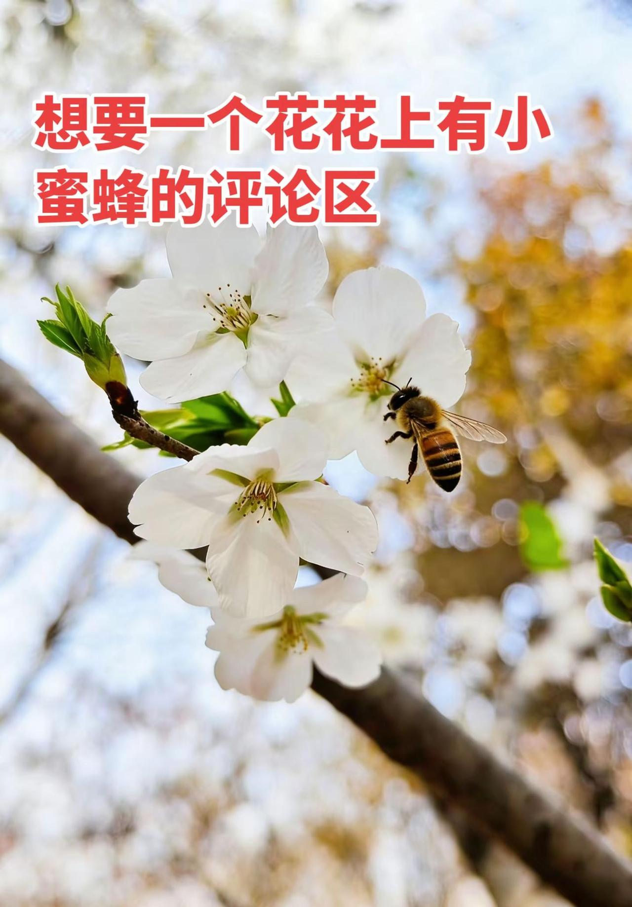 想要一个花花上有小蜜蜂的评论区。想要一个花花上有小蜜蜂的评论邀你来赏花 静物摄影