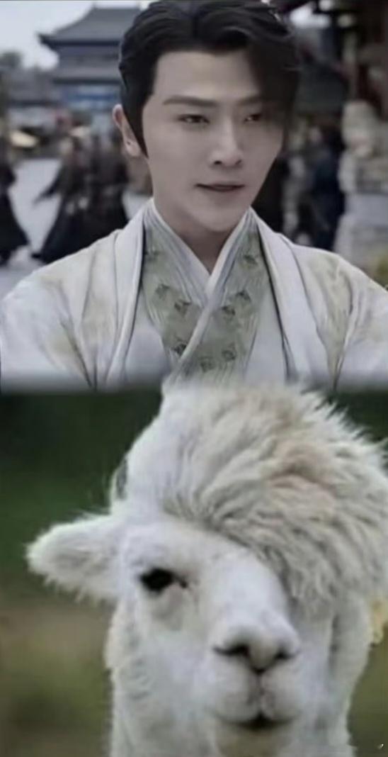 #二皇子暴露本体了# 哈哈哈哈哈哈，刘端端亲自下场玩羊驼的梗也太好笑了[哈哈]直