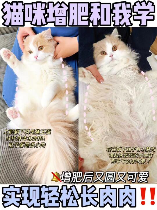 烦死了！喂了这么多猫粮就是不长肉的痛，谁懂