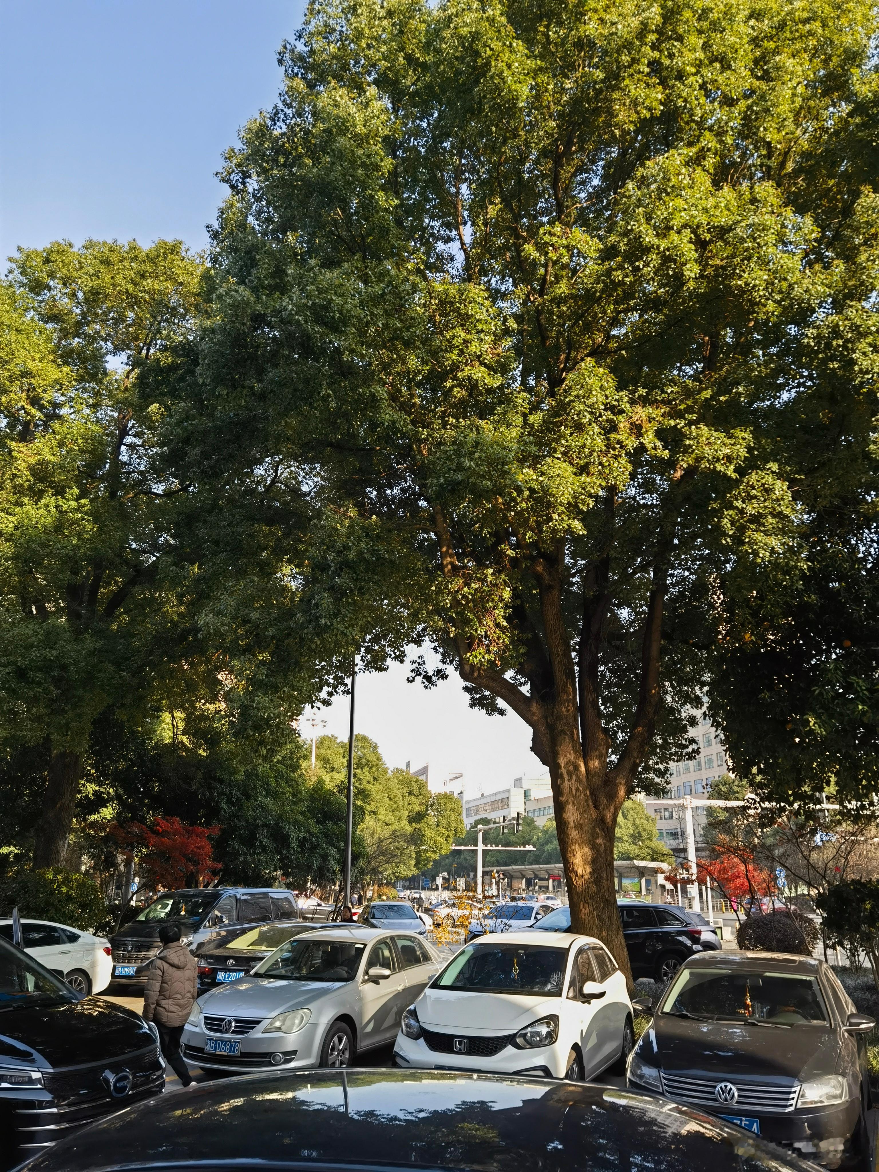 圣诞节冬日湘江畔的清晨，总带着些清寒的诗意。我推开窗时，看见楼下的便利店挂了串亮