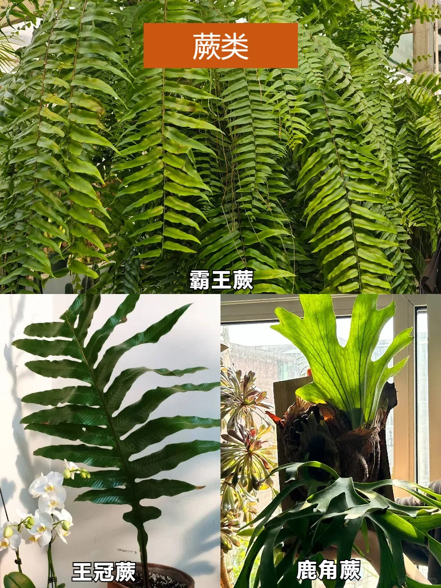 30种室内观叶植物推荐㊙️比花还好看❗
