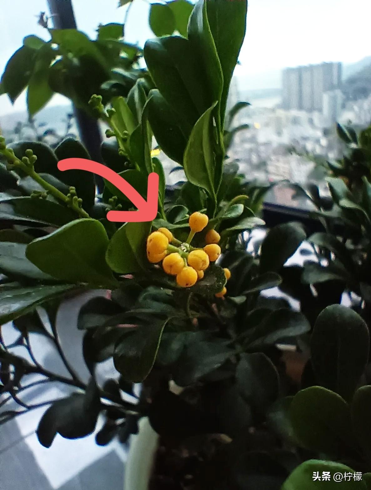 老板打电话给厂长，
说厂里要招年轻些的员工，超过35岁的不要。
 
厂长接到电话