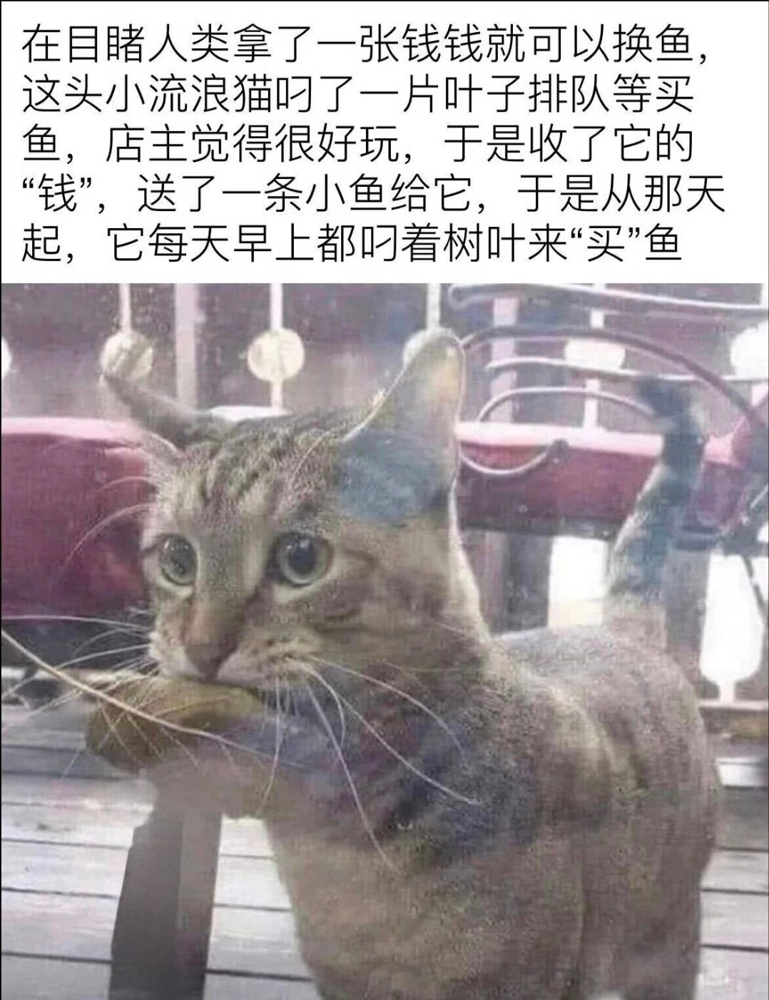 虽然可能是人类自己的过度解读，但我还是把这件事列为萌！