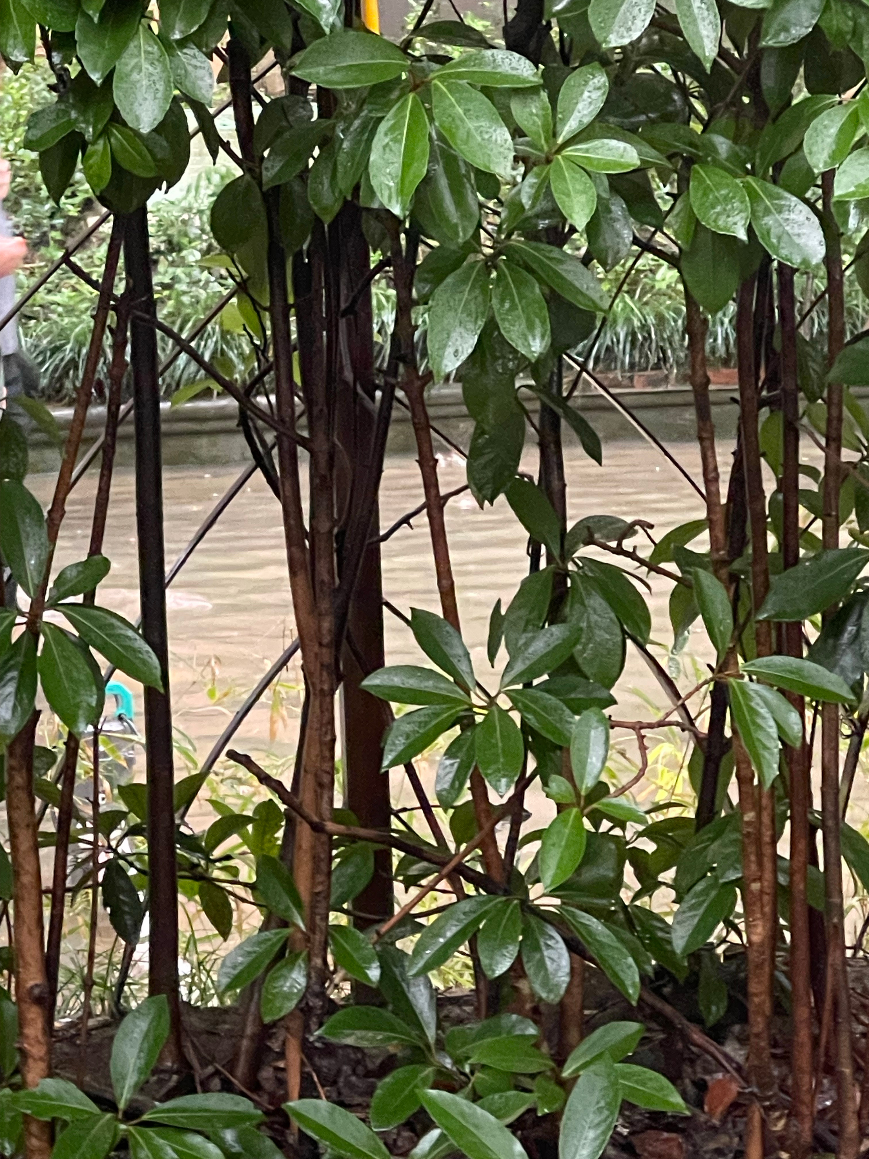 走路去附近的邻里中心买菜，经过隔壁小区，看到局部已经成涝闲姐的生活碎片