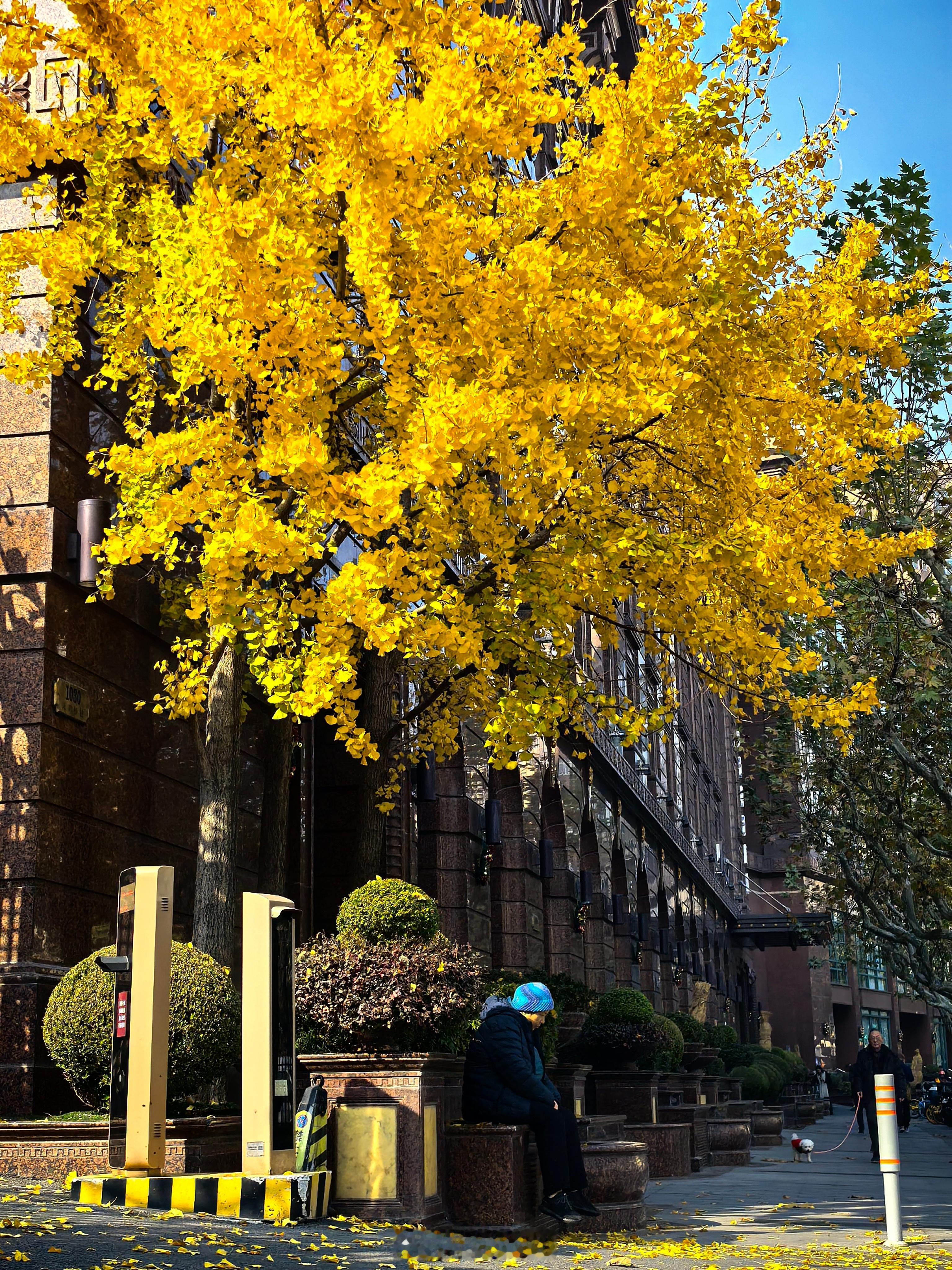 上海现在是这个颜色上海