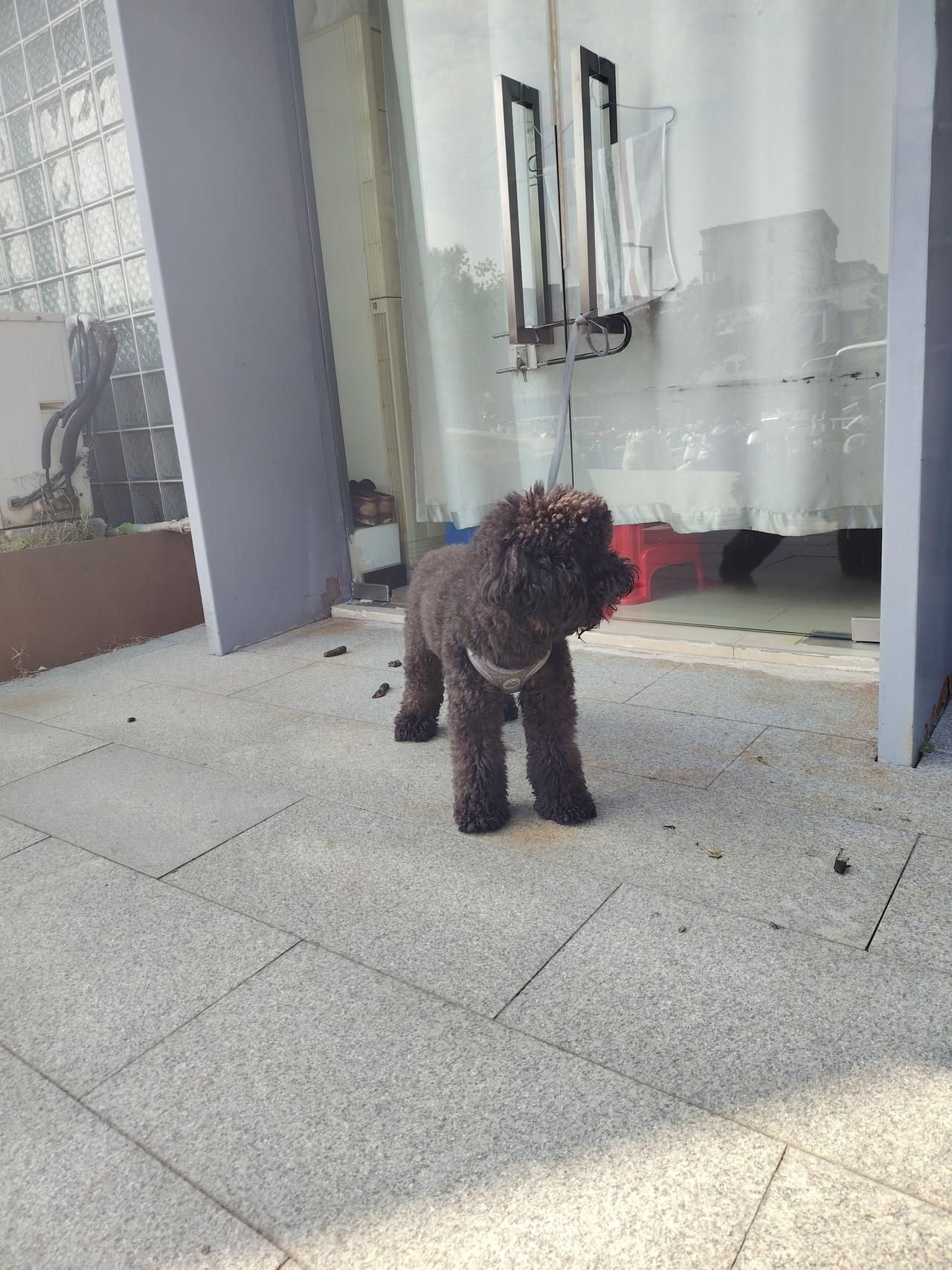 我家的“小太阳”汤圆
 
灰棕色的耳朵总耷拉着，跑起来像挂了两只晃悠悠的小铃铛，