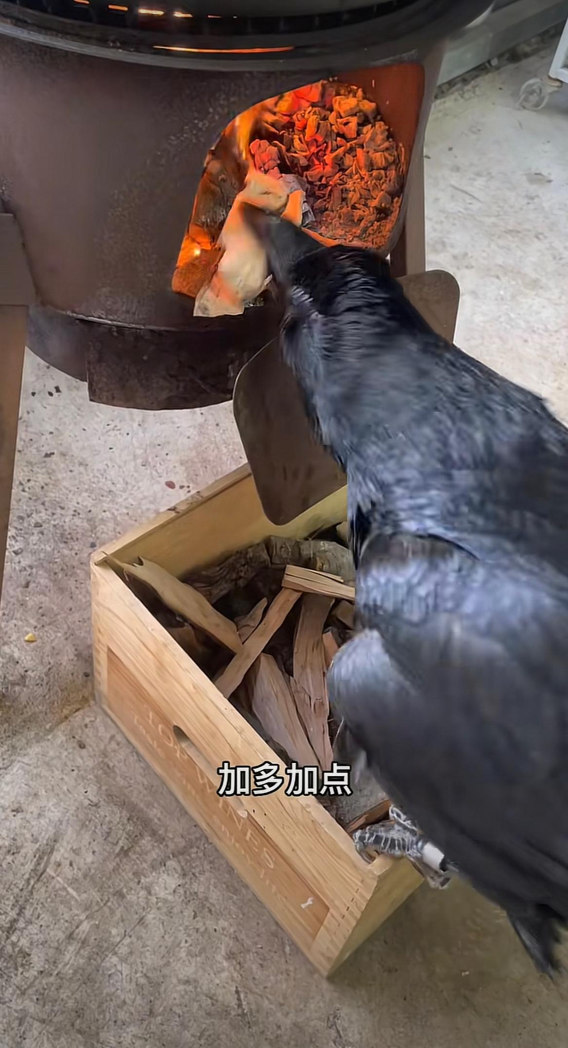 互联网就是好啊，都可以看到乌鸦给火炉加柴，自己给自己烧开水喝，毕竟冬天了，乌鸦喝