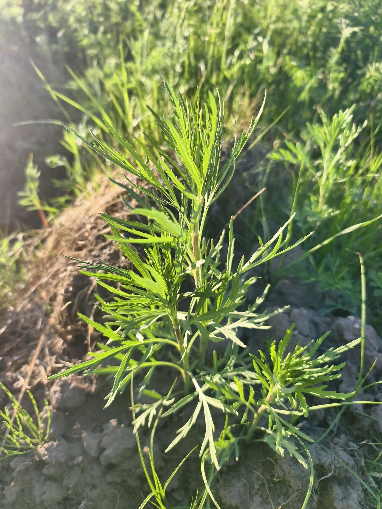 指尖抚过新生的草
一把柳蒿，几株野菜
山野的甜，装进篮筐
 
风慢慢走
日子也慢