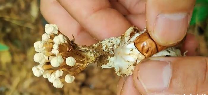 先别急着花大价钱去抢冬虫夏草，这不起眼的“金蝉花”最近在圈子里火得不行，甚至被不