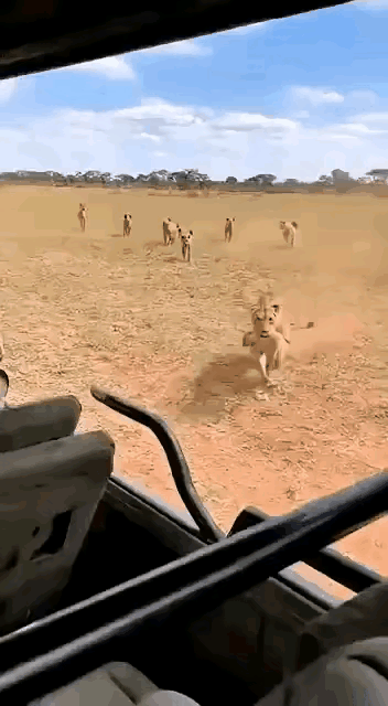 这是临战托孤啊
没想到还挺相信人呢
鬣狗一看坏了，这是豁出去了，不行跑吧