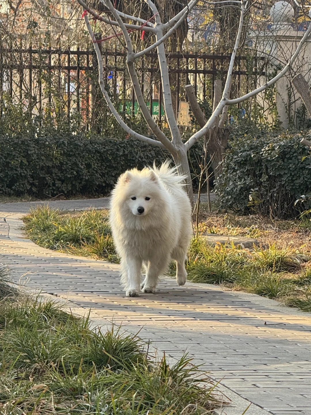 耶耶：我走！(试试语音