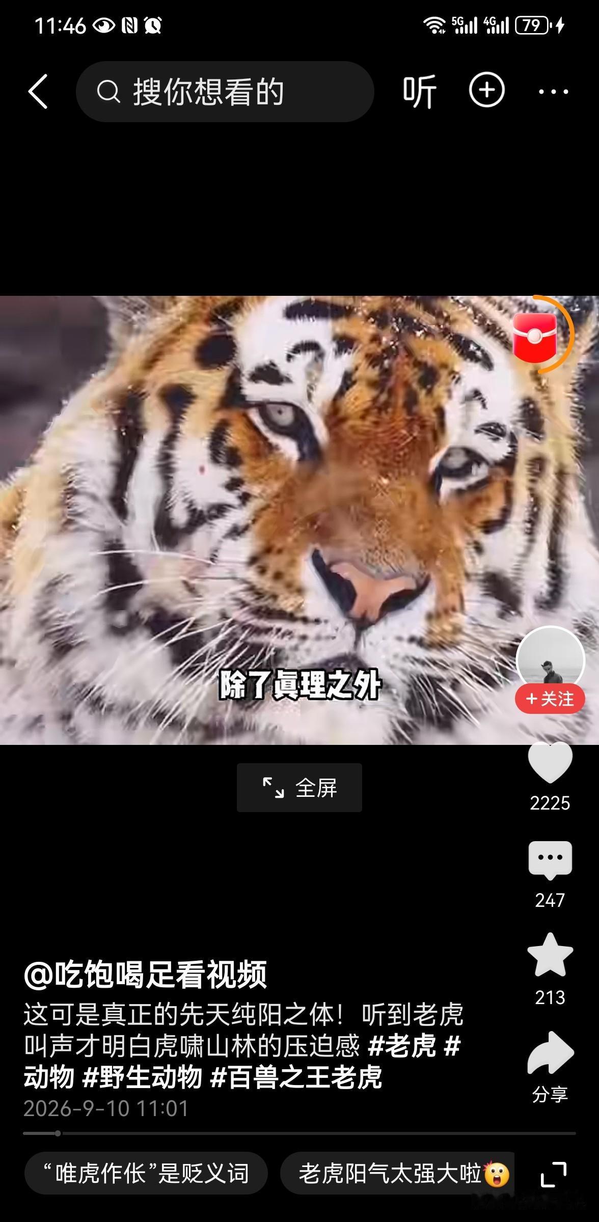 百兽之王人人惧 为何中国人偏爱虎
虎作为处于食物链顶端的百兽之王，外形威猛战力强