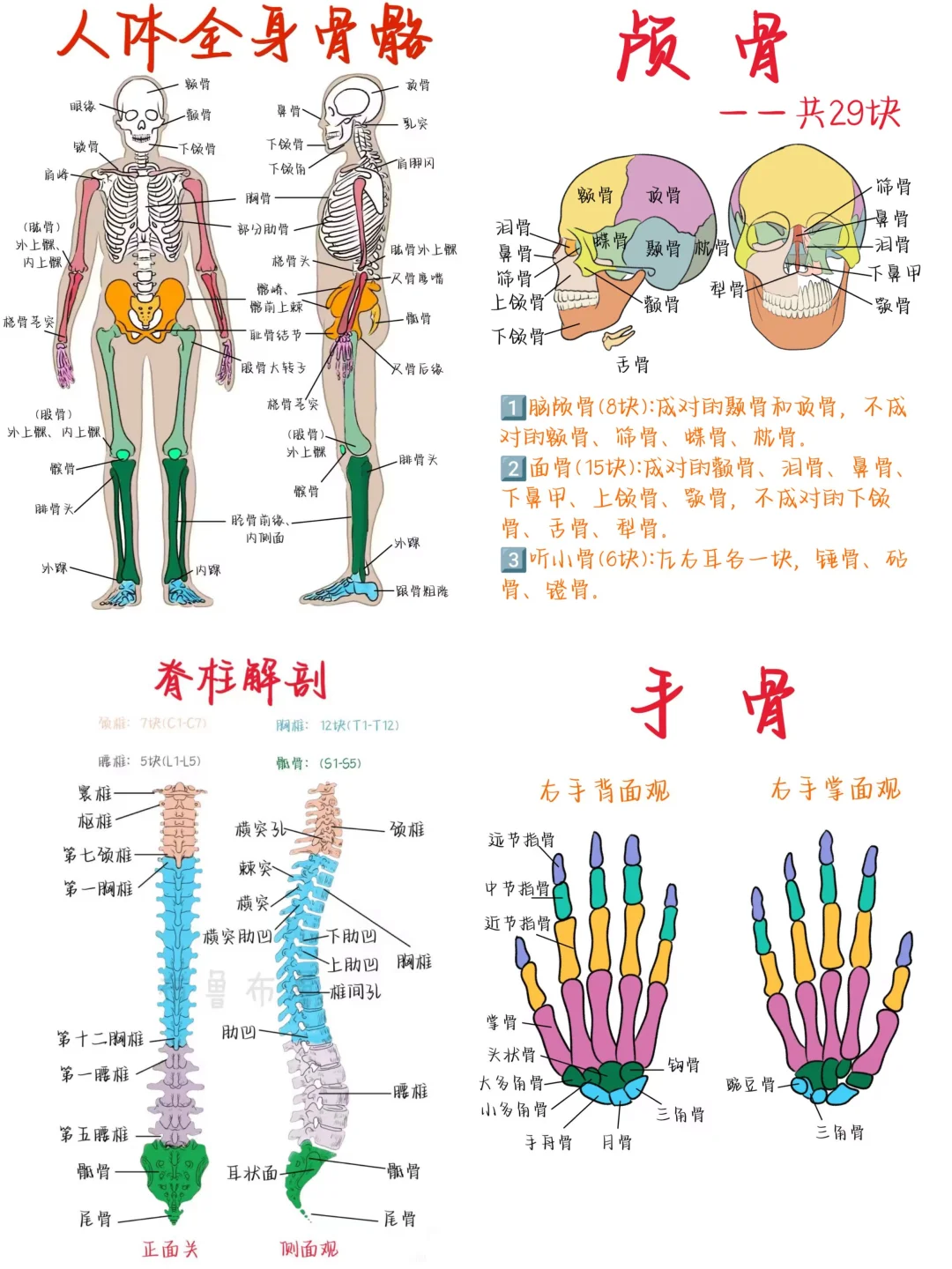 医学生笔记——人体骨骼解剖合集