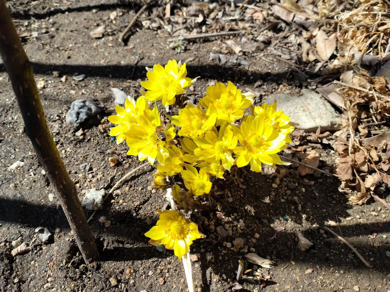 与痛风斗争的历程200
 
   早上醒来，身体整体状态还算平稳，各部位没有明显