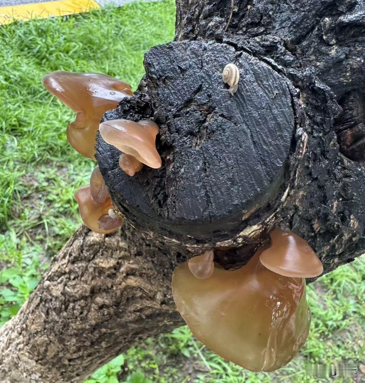 昨天拍到了一张特别神奇的照片，昨天早上下雨了，雨后去公园里走步，发现一棵树上长了