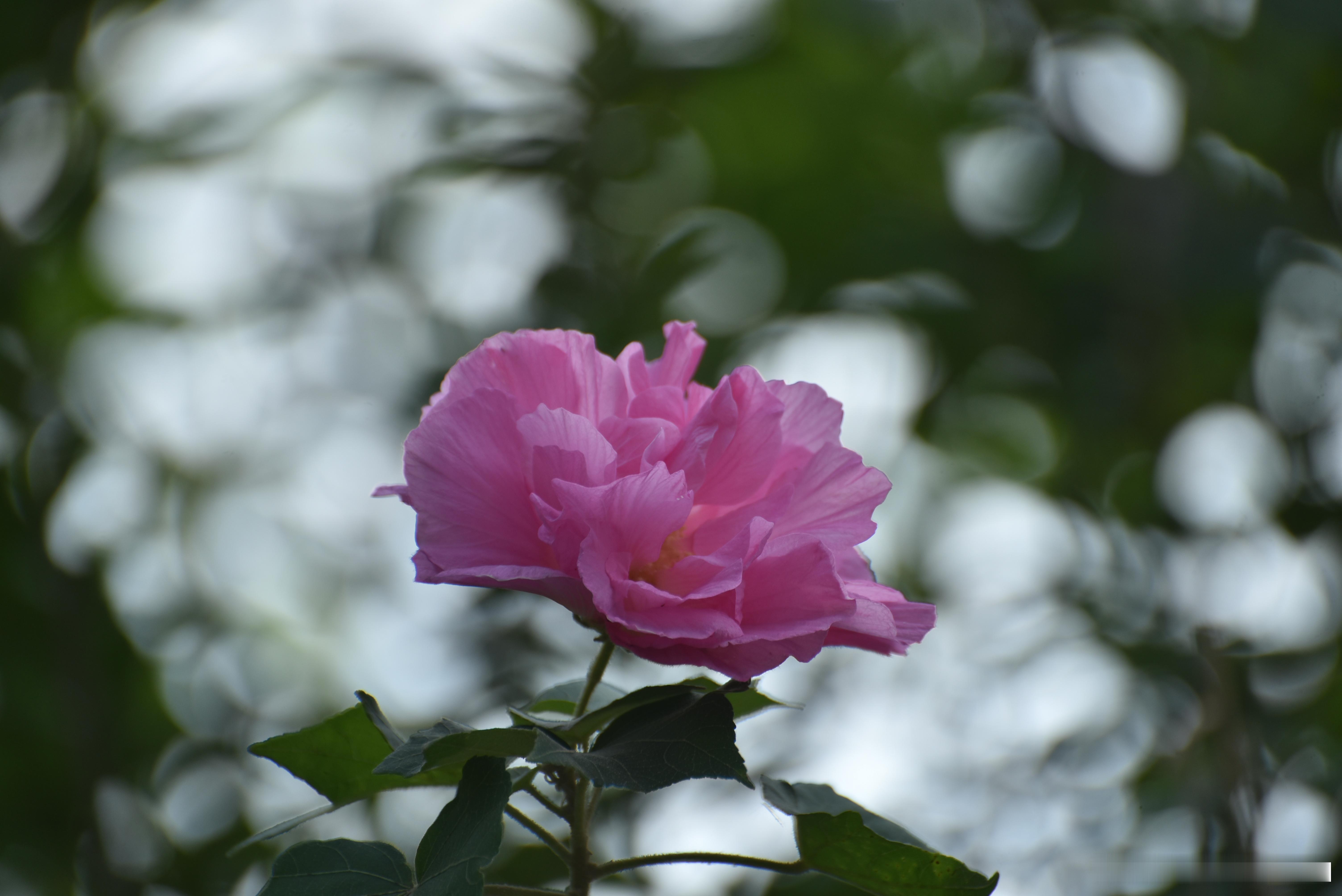 摄影[超话]  木芙蓉 别名芙蓉花 、拒霜花 锦葵科木槿属植物，一日三变色，花语