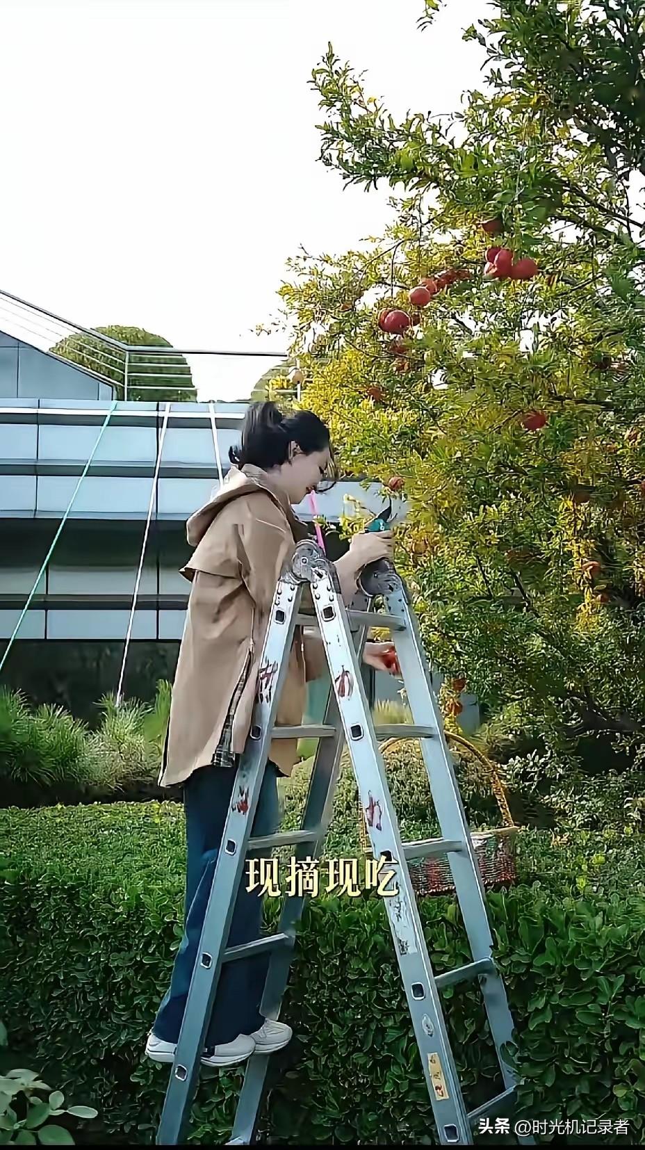 王艳自己摘石榴，她的石榴在她的空中花园，真是不敢想象，王艳是《还珠格格》女演员嫁