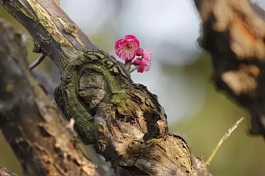 新花开老树，
嫩草伴老牛。
横批：《新花与嫩草》