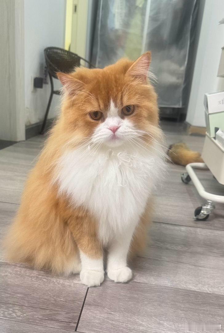 每日萌宠打卡萌宠小猫长大了，越来越清秀！ 