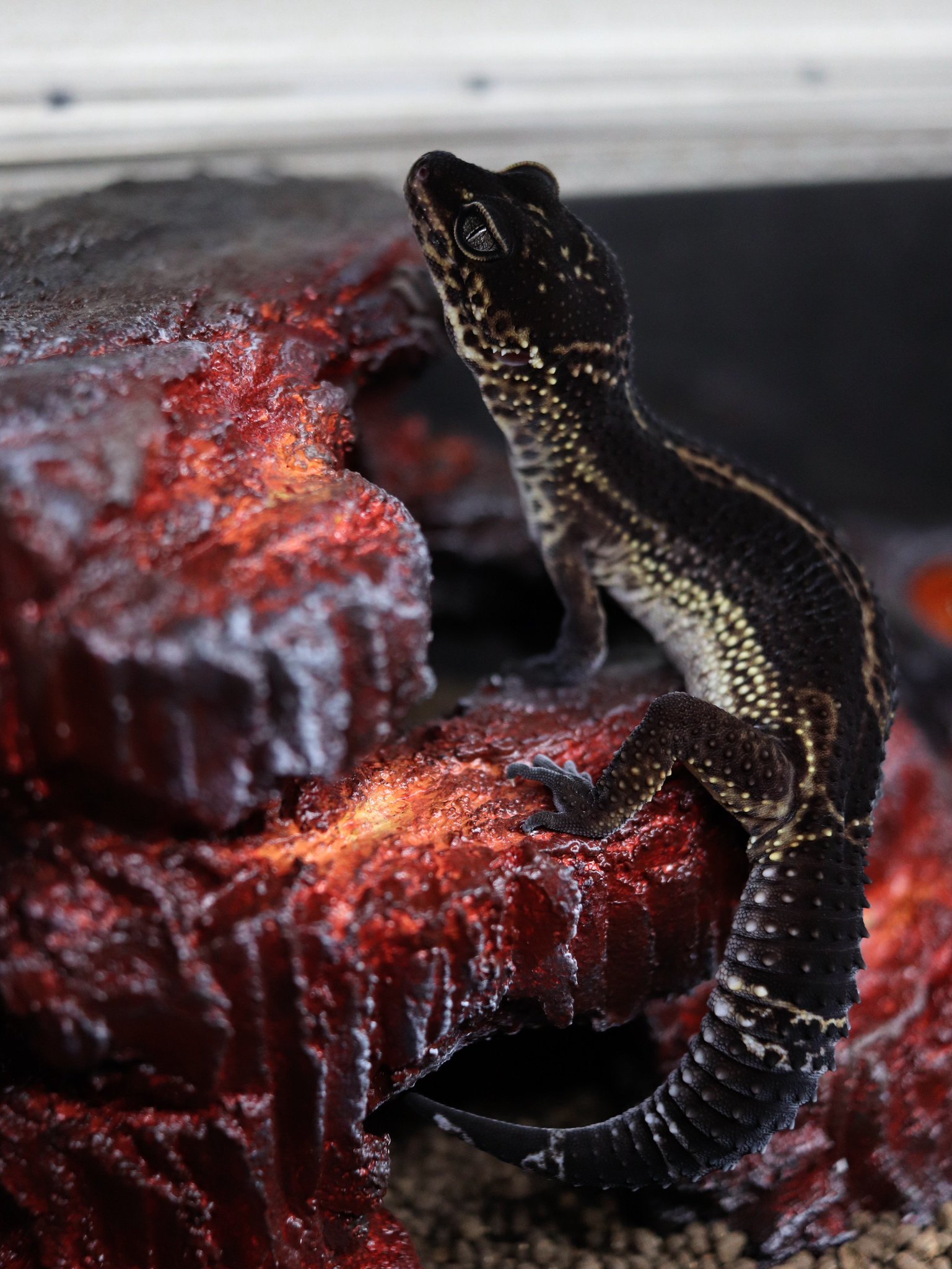 这种守宫也太好看了吧~~像是住在熔岩火山里的迷你小龙~【推：seiku_08】 