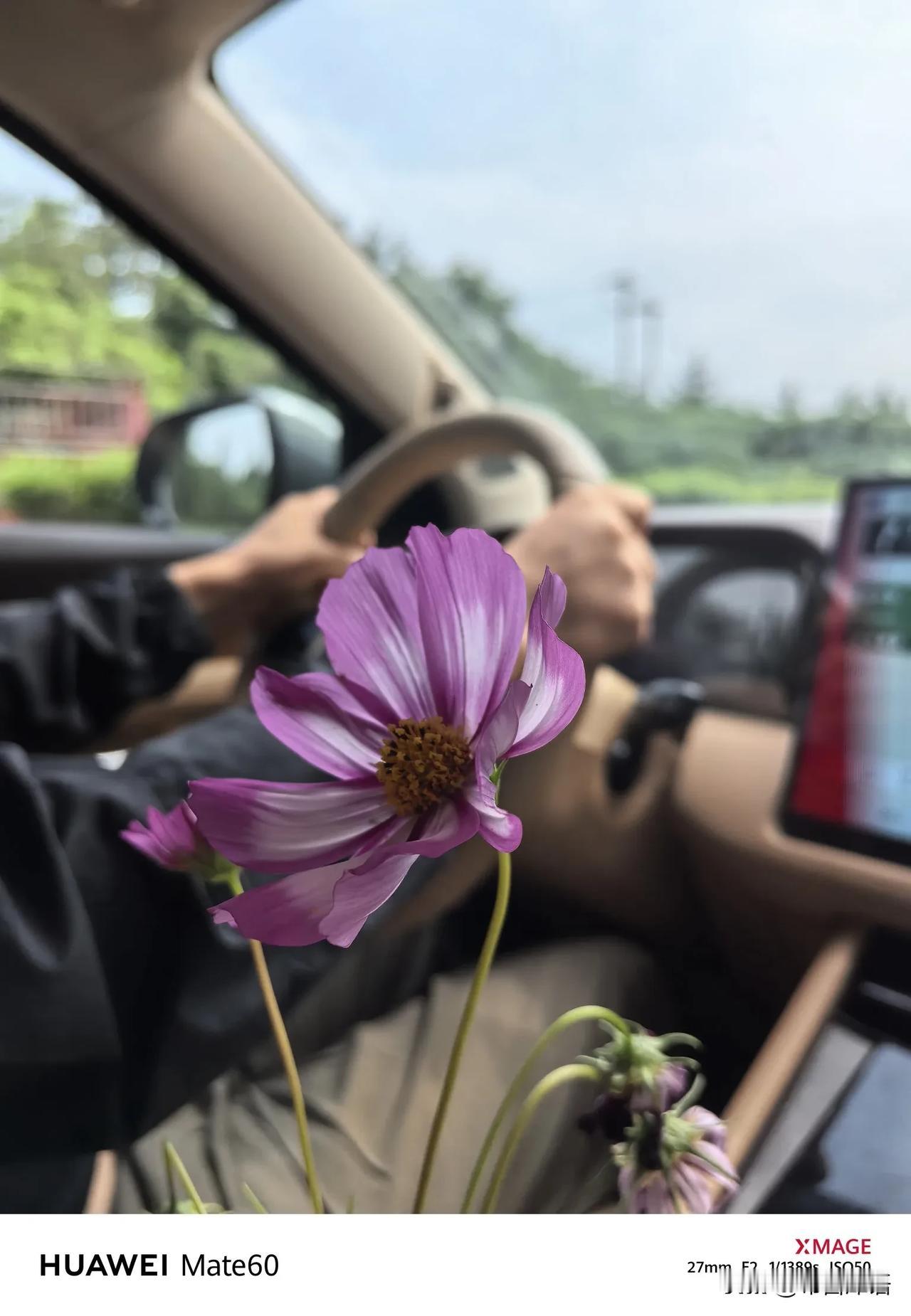 陪我们一路川西旅游的格桑花，真的太治愈了。在格聂南线，夏季是格聂的花季，遍山花海