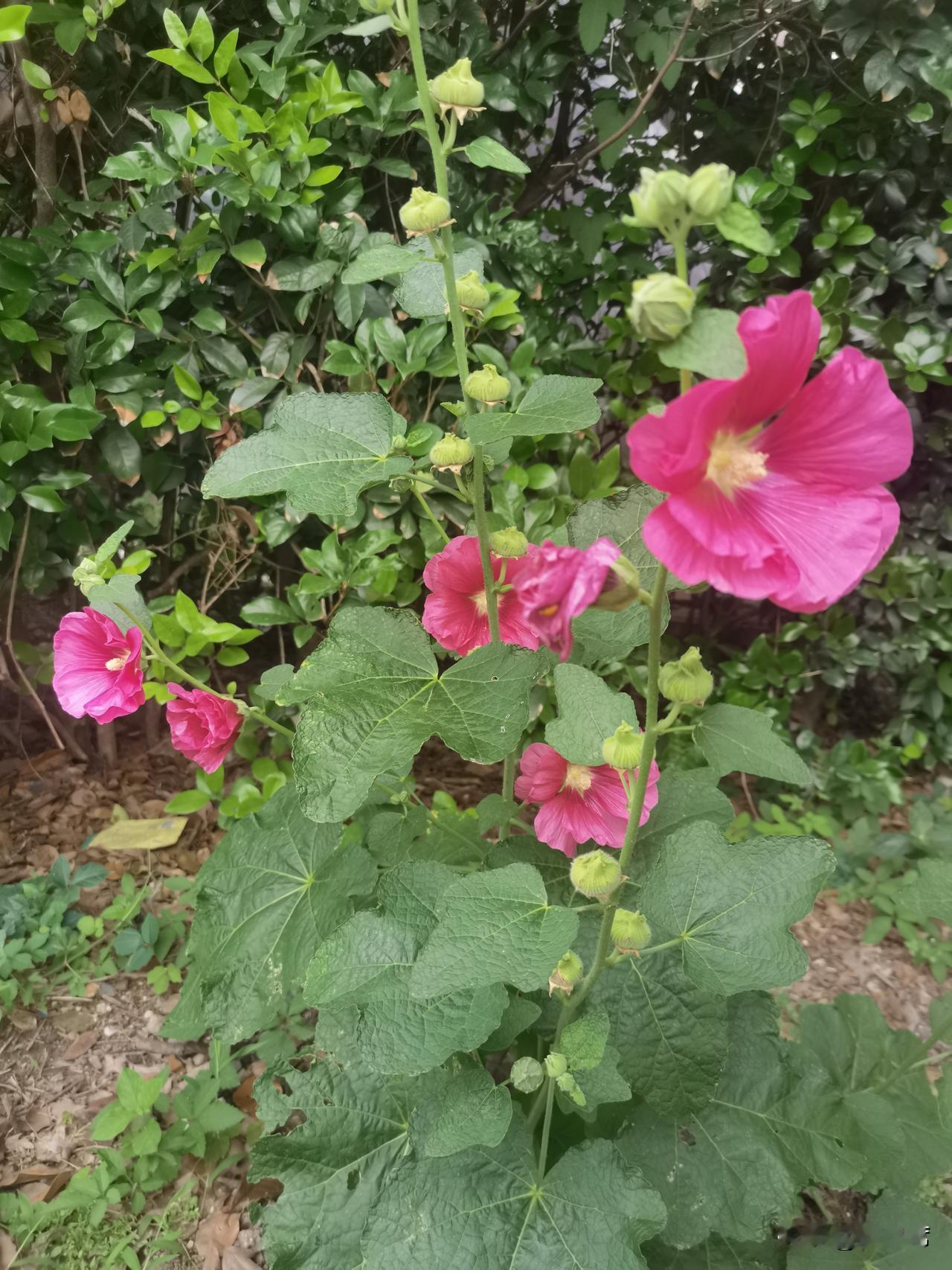 rosea L.）因模式产地四川得名，别名众多，像一丈红、棋盘花等，是锦葵科蜀葵