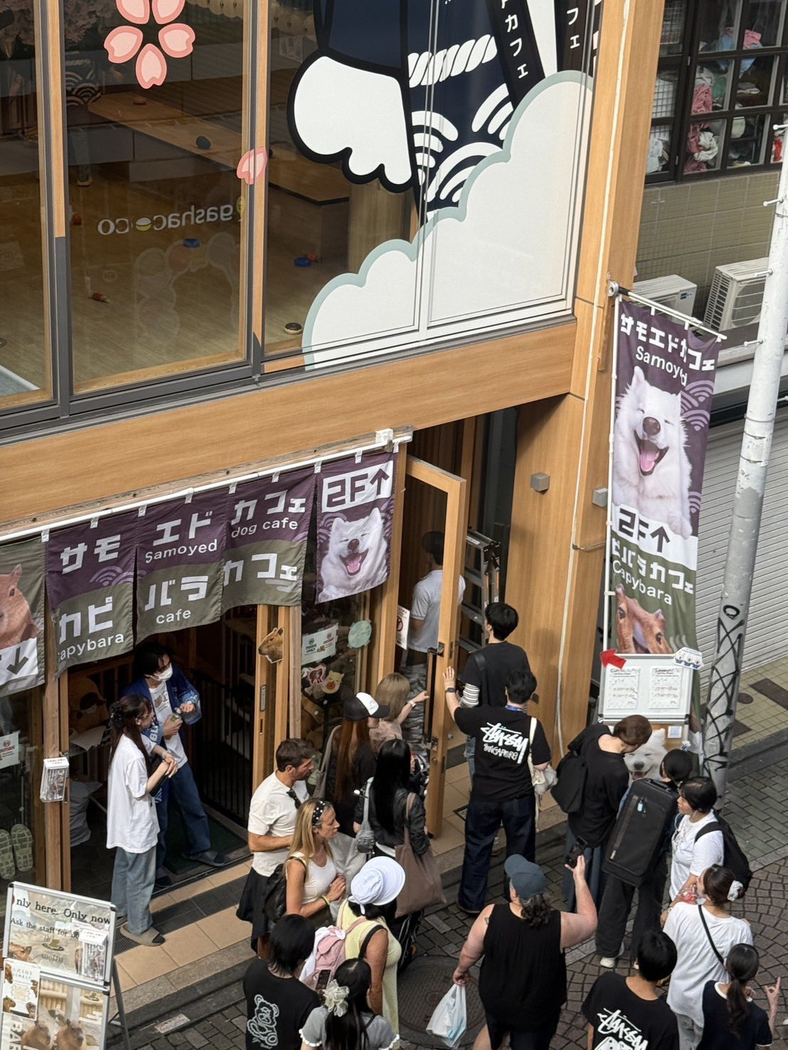 ©DdFPfLSRtx81454推偶遇渽民和成员JN萨摩耶咖啡馆 