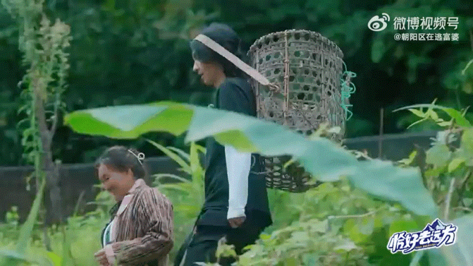 #每摘一串香蕉就有一棵树失去生命#？？？原来摘香蕉要把一整棵树砍掉！#恰好去远方