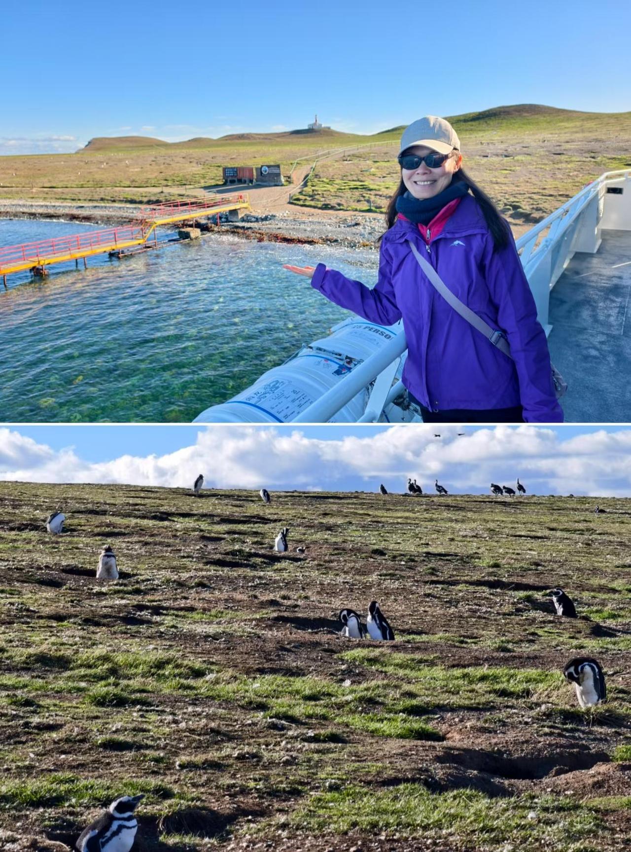 南纬53°的黑白童话～
原本想去智利侧的火地岛看王企鹅，结果说周一企鹅公园关闭，