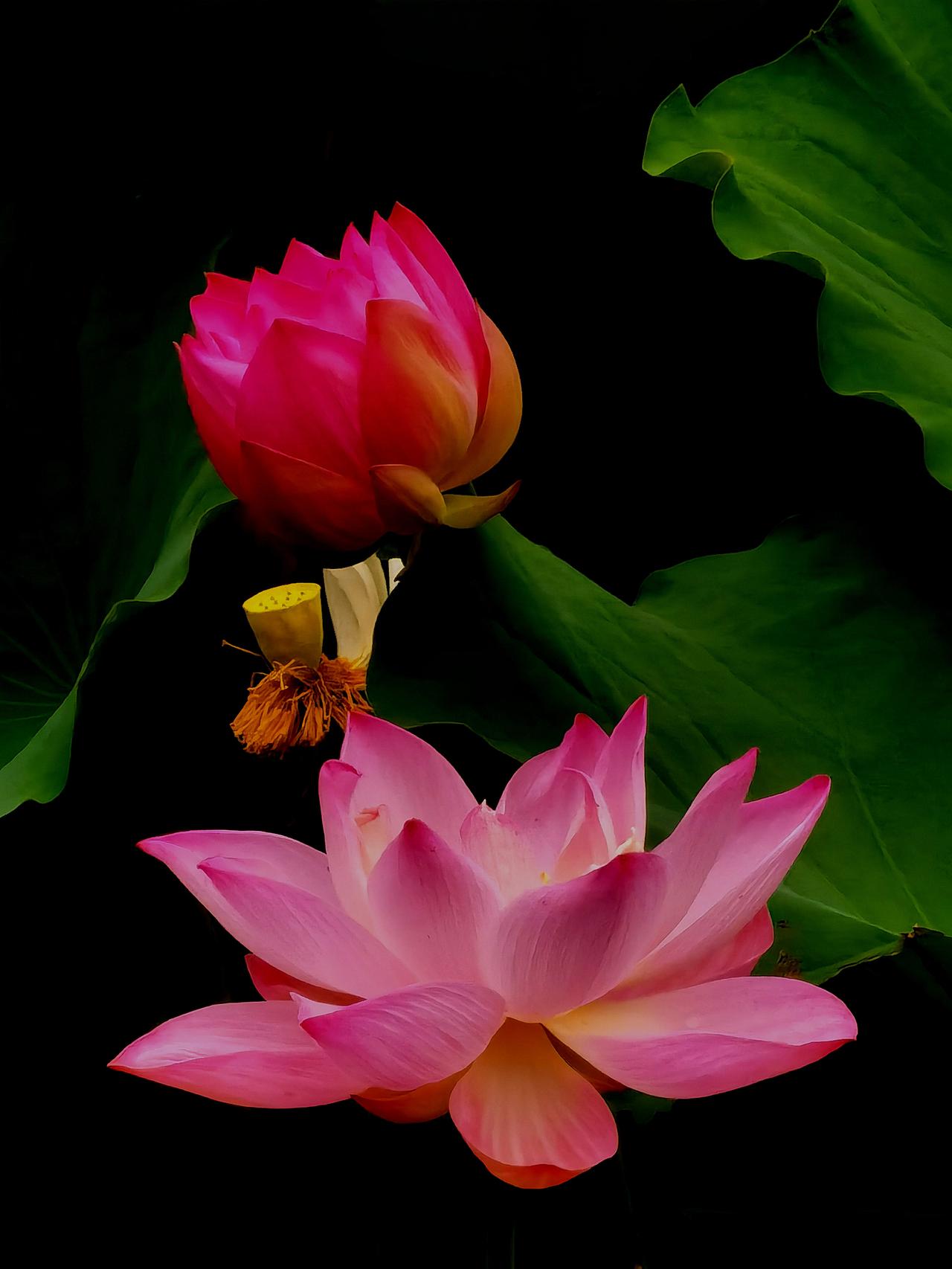 荷花