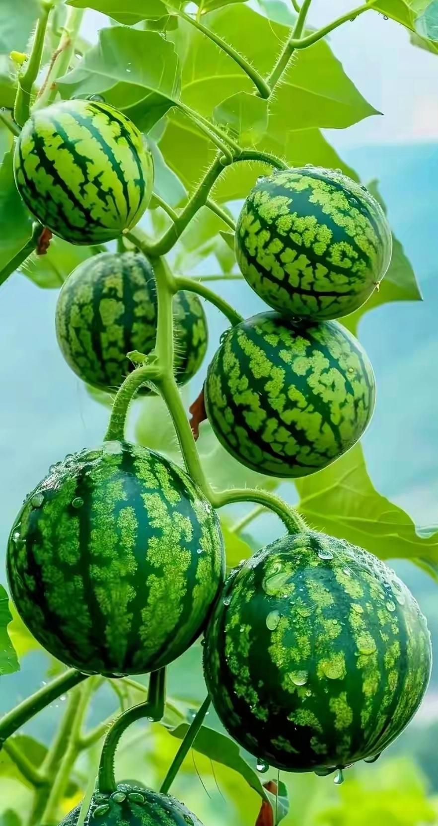 夏日生活打卡季