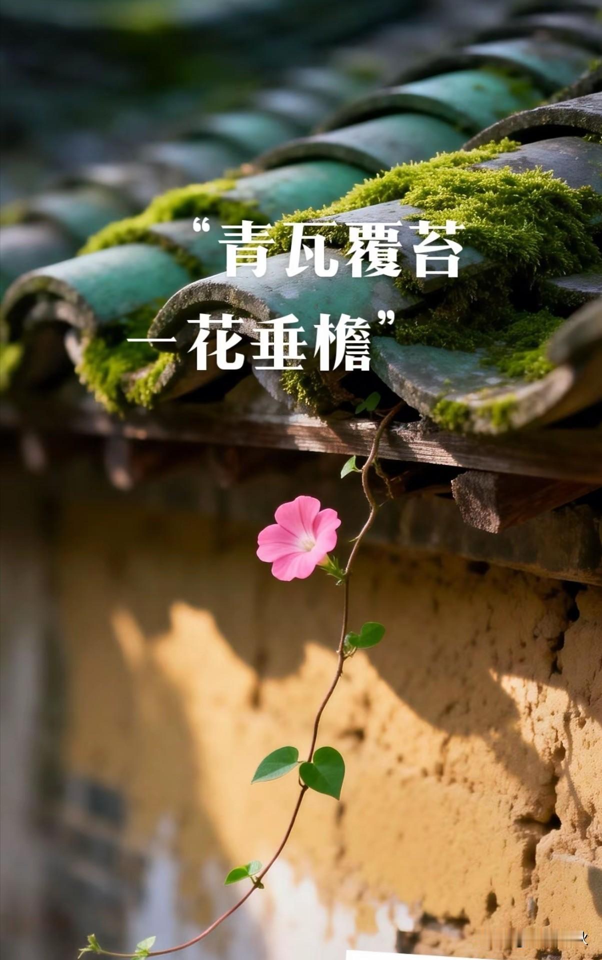 青瓦覆苔，
一花垂檐，
栖于斑驳旧岁里。