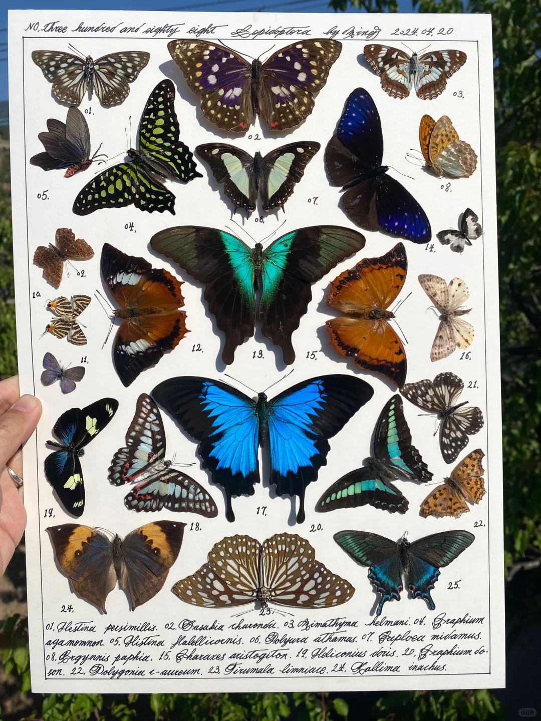 蝴蝶标本图鉴一幅