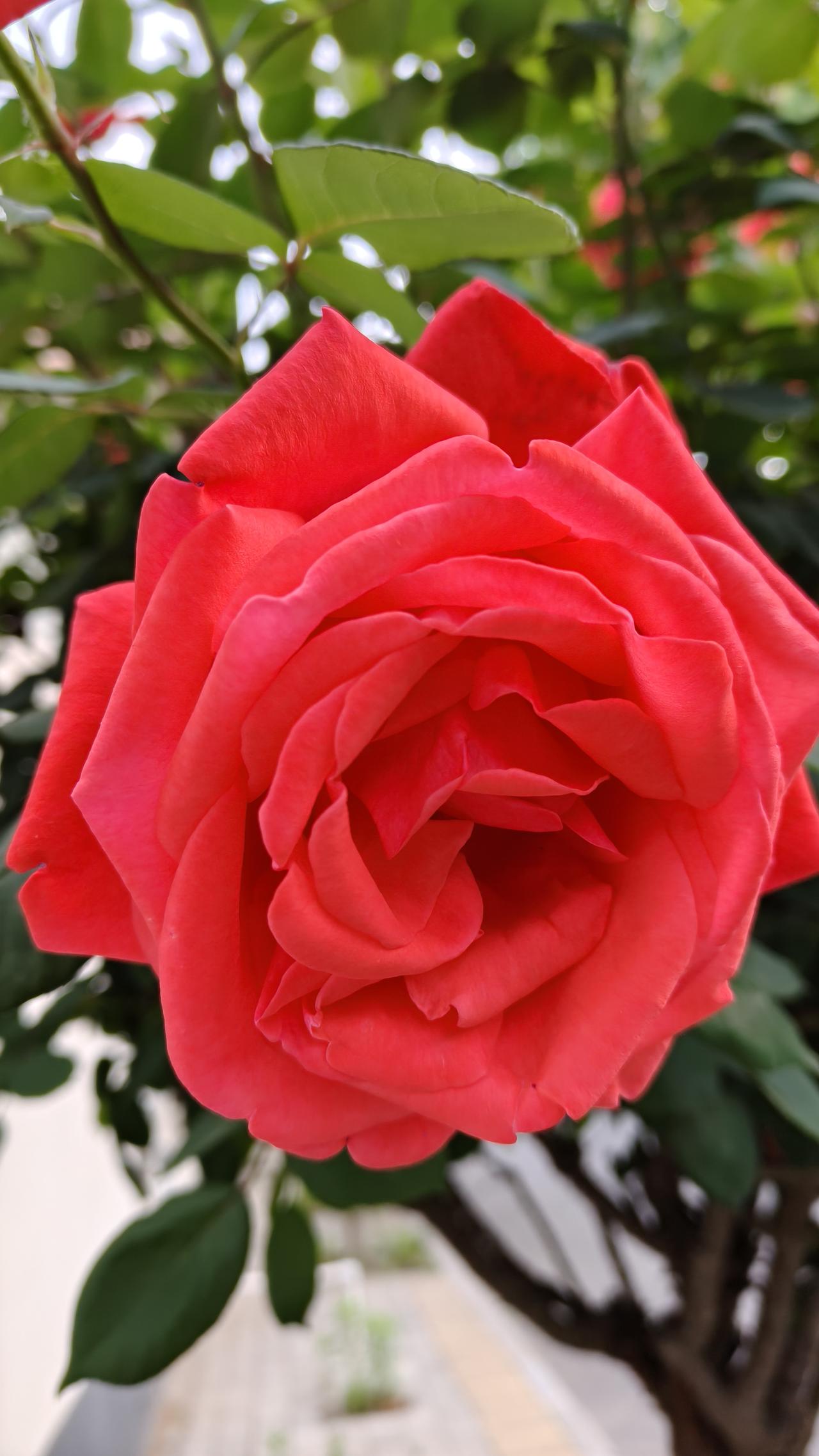 月季花开的如火如荼，人间四月天，一切美好环环相扣。