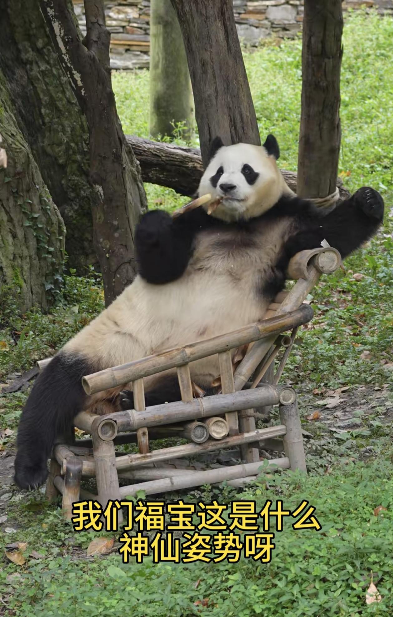 快看福宝，这哪是啥神仙姿势？
不就是快乐的悠闲的福猪猪吗？松弛感好像它老爸乐宝啊