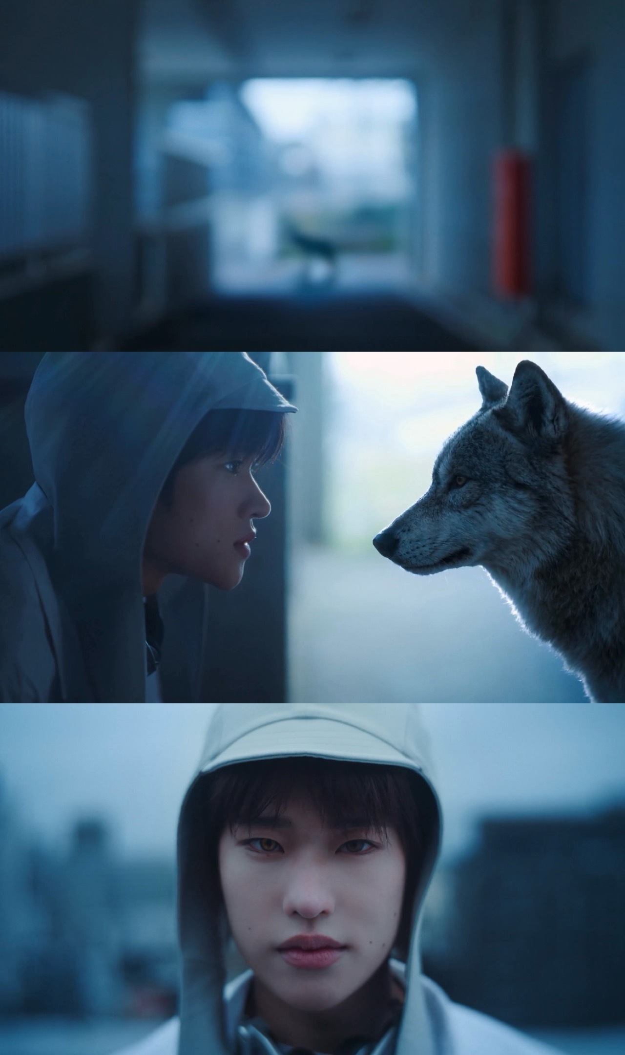 🐺 