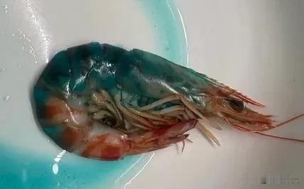 网购某马斑节虾，煮完直接变“阿凡达”！
看看这图片里的虾，你敢吃吗？40多块钱买