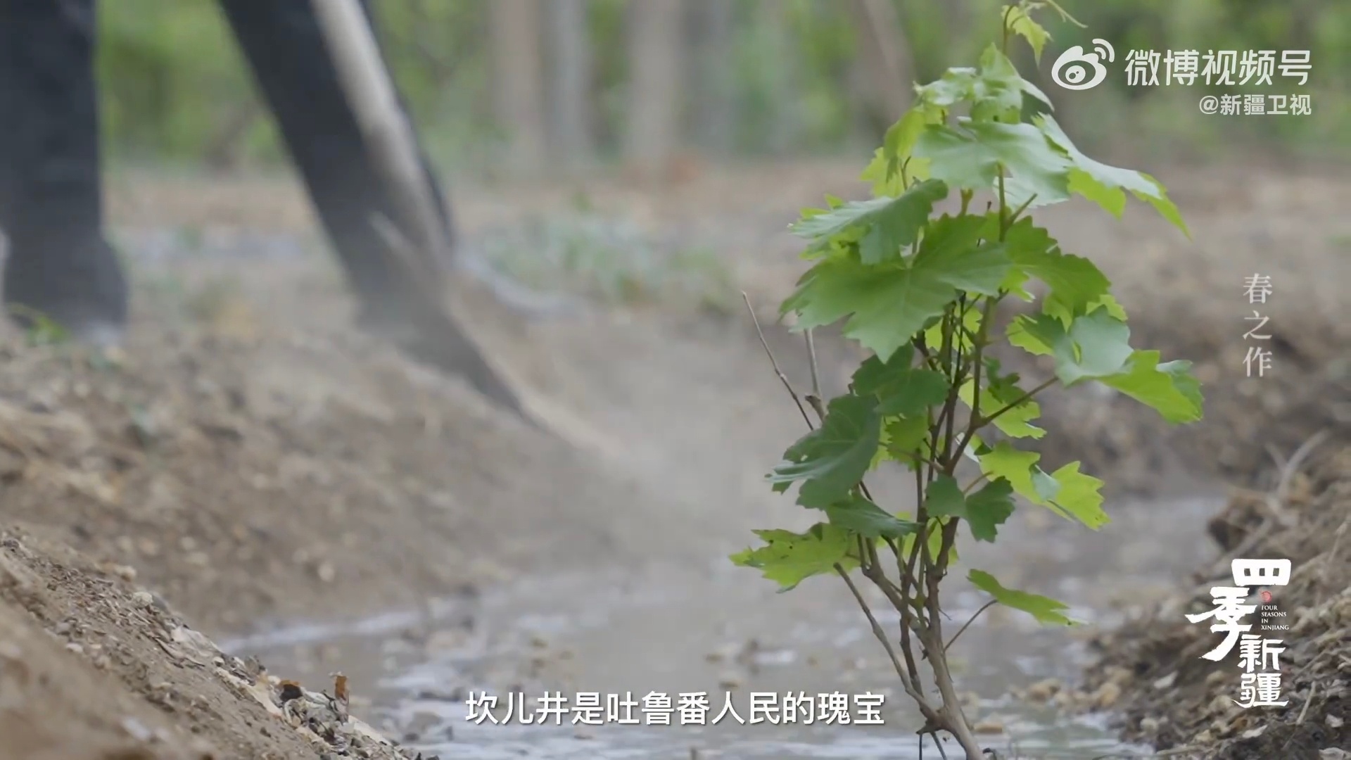 吐鲁番人的母亲河在地下13岁下坎儿井一干60多年 看不见的暗河，养着看得见的生活