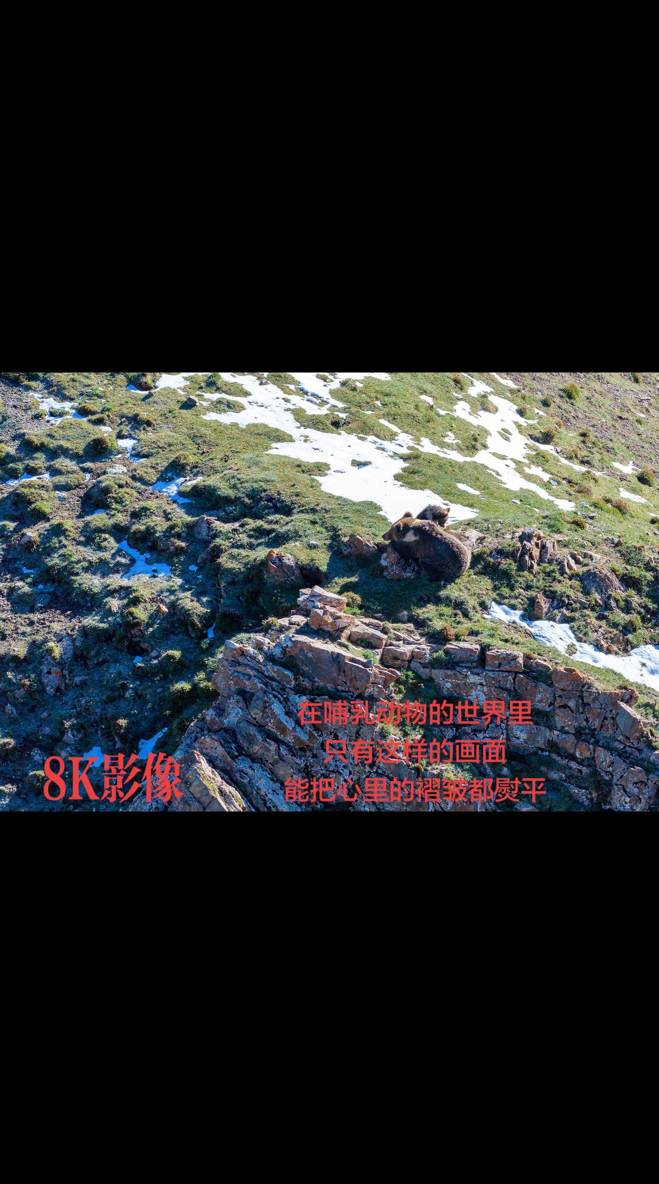 我的图片 抖音ai创作 
保护大自然野生物 国家公园里的野生动物要保护野生动物