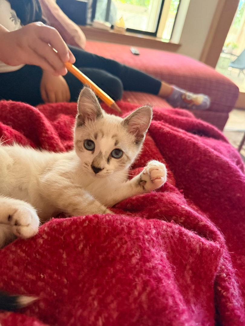 小猫这两天适应家里了，手术伤口应该也没事了，晚上听到我们回来又没下楼找他玩开始破