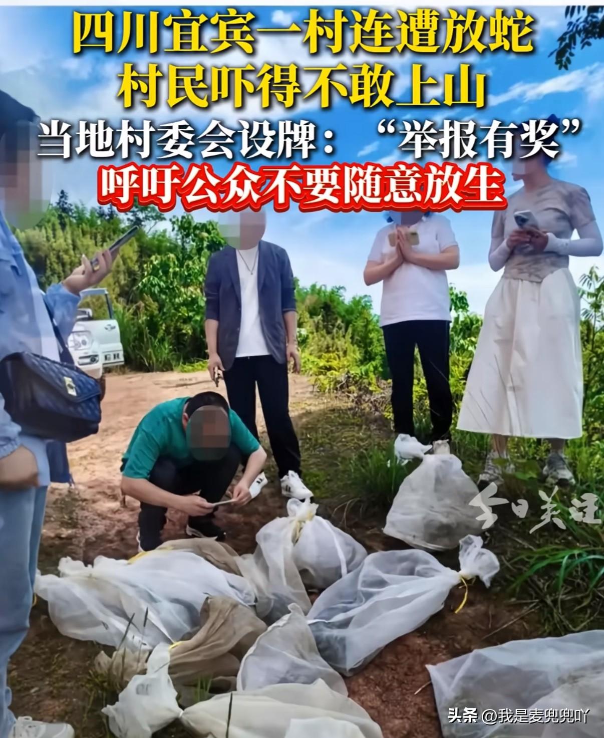 城里人怕蛇好像农村人就不怕蛇一样
消防员城里抓到蛇往农村山里放就不说了，一群放生