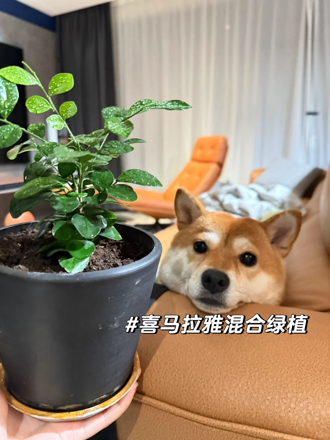 买了一盆宜家喜马拉雅绿植