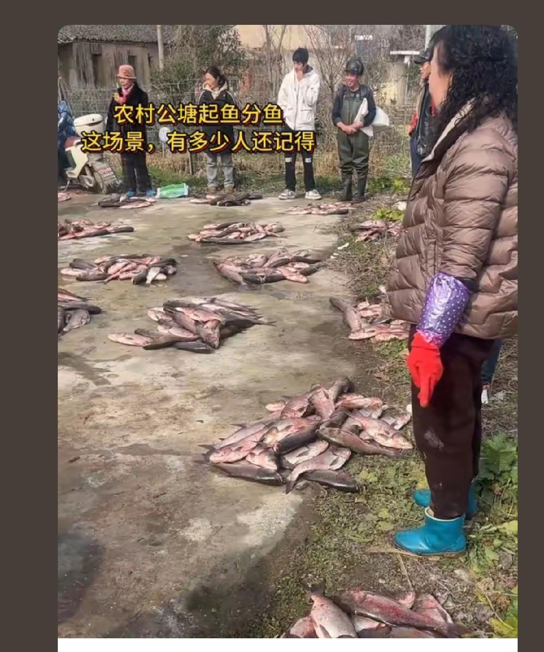 40年前临近过年的时候就是这样分鱼的，记忆犹新啊！仿佛就在昨天，回不去的旧时光，