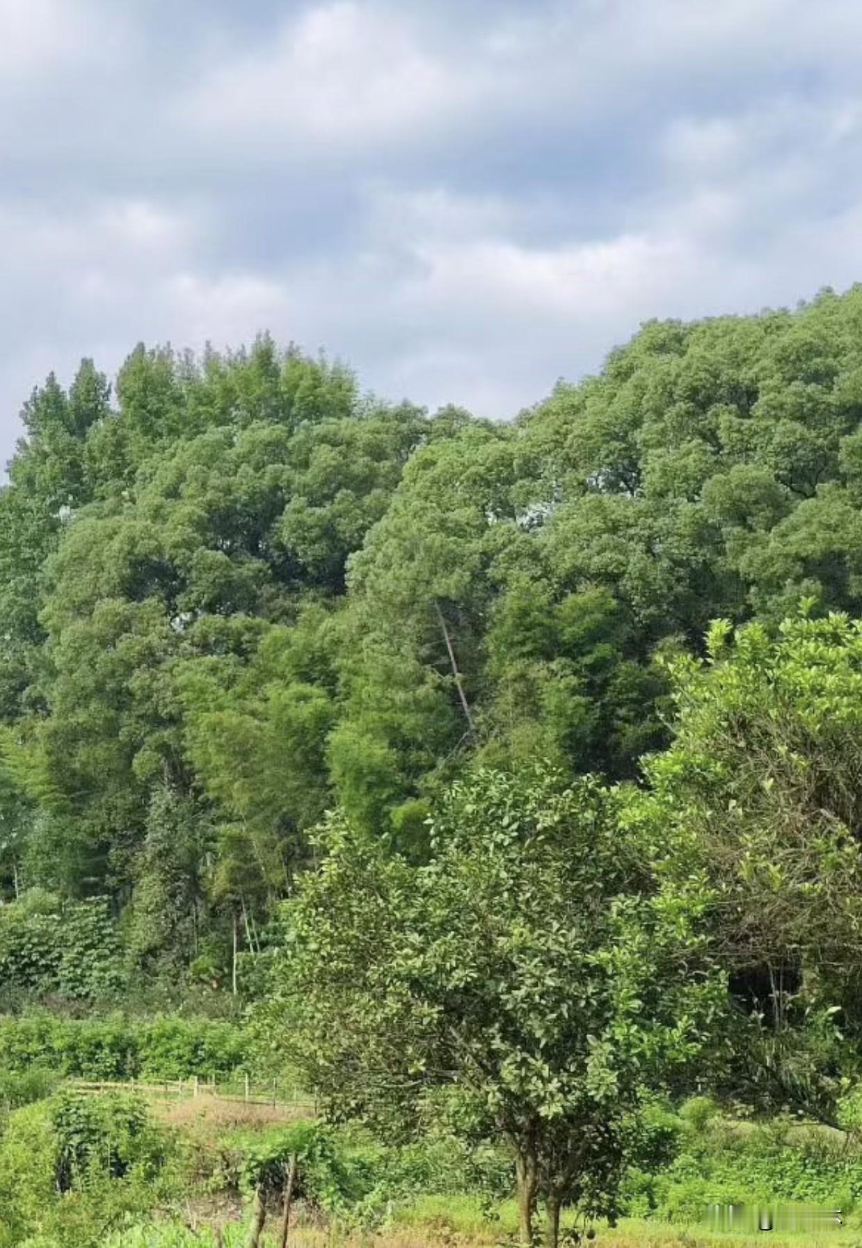 闲来在乡间田野走走，满眼都是治愈的绿意。后山林木层层叠叠，门前玉米地里长势喜人，
