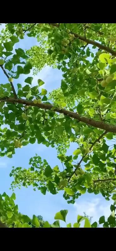 看到“片片绿叶送和风”这个下联，意境清新又美好，我脑袋里一下子就冒出个上联：“朵