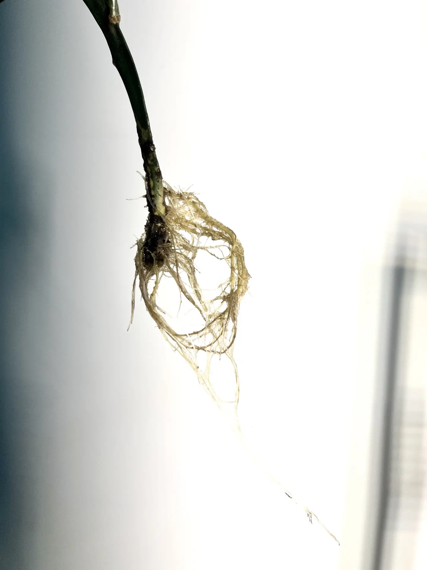挑战水培昙花养开花，你说能不能成功。同事撇了两枝小叶昙花的叶子，插到瓶...